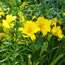 Hemerocallis Newberry Frilly Lady